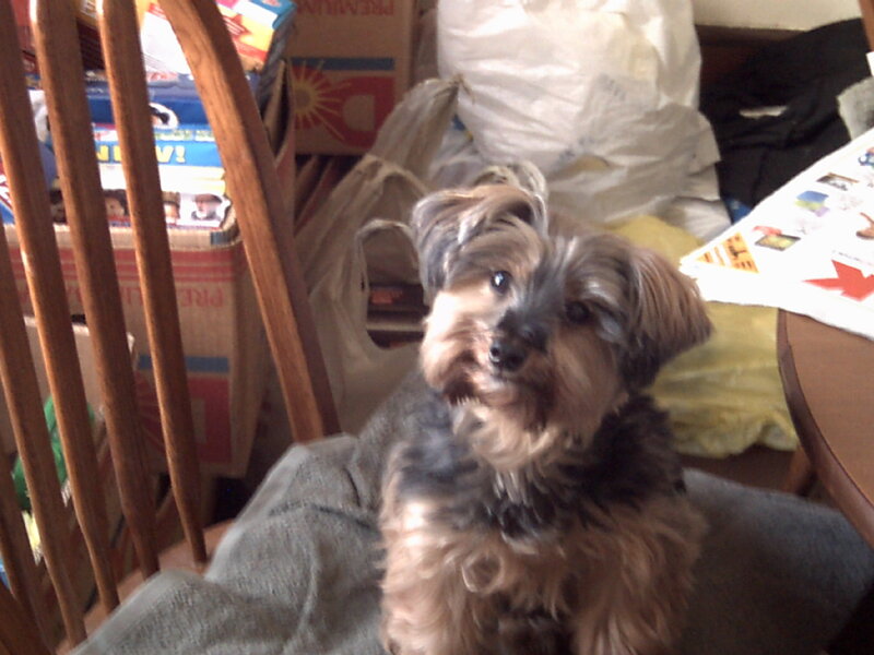 Yorkshire Terrier Puppy — Brown