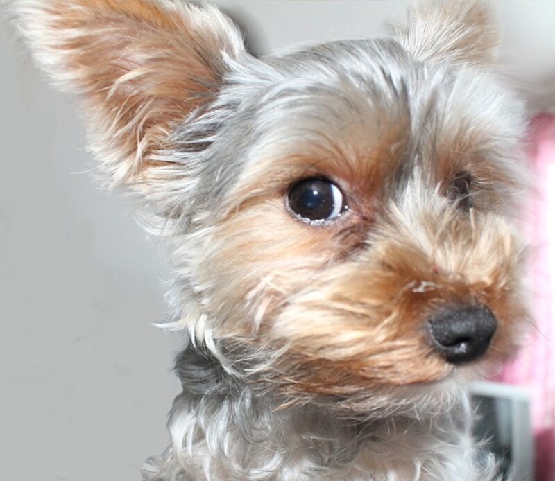 Yorkshire Terrier Puppy — Gray, Calm, Photograph