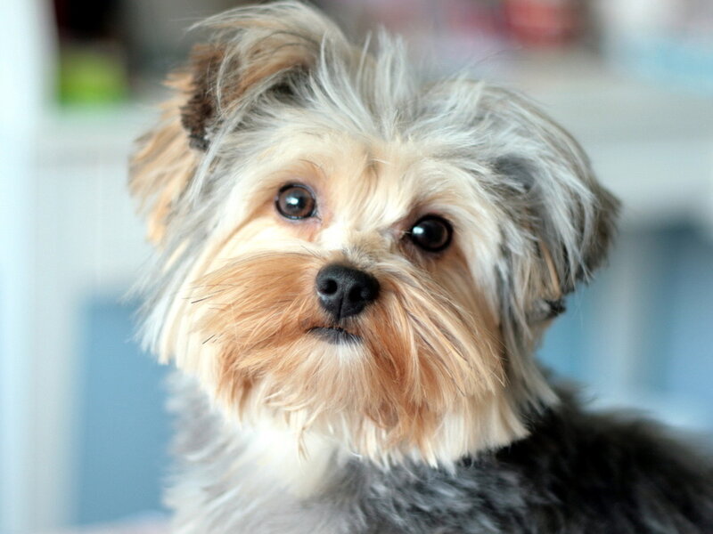 Yorkshire Terrier Puppy — Gray, Calm