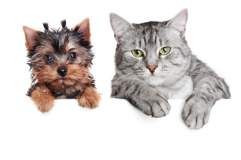 Yorkshire Terrier Puppy — Gray, Neutral