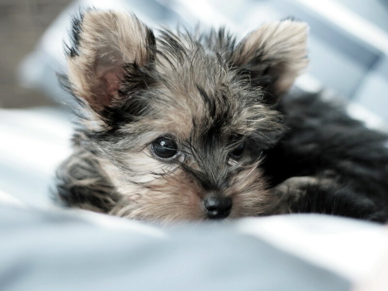 Yorkshire Terrier Puppy — Gray