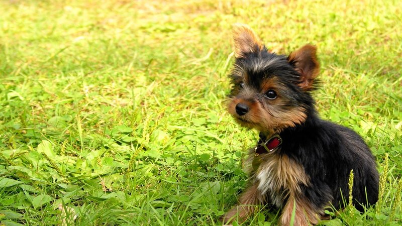 Yorkshire Terrier Puppy — Green, Calm, Afternoon, Photograph, Grass