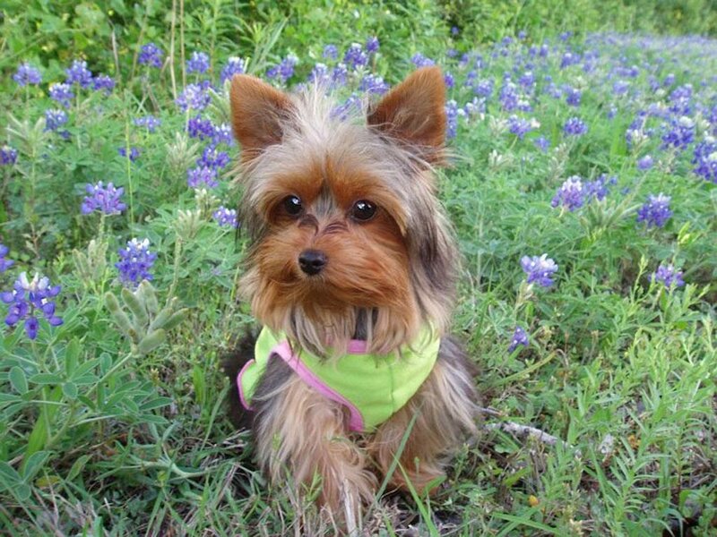 Yorkshire Terrier Puppy — Green, Calm, Spring