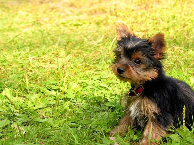 Yorkshire Terrier Puppy — Green, Calm