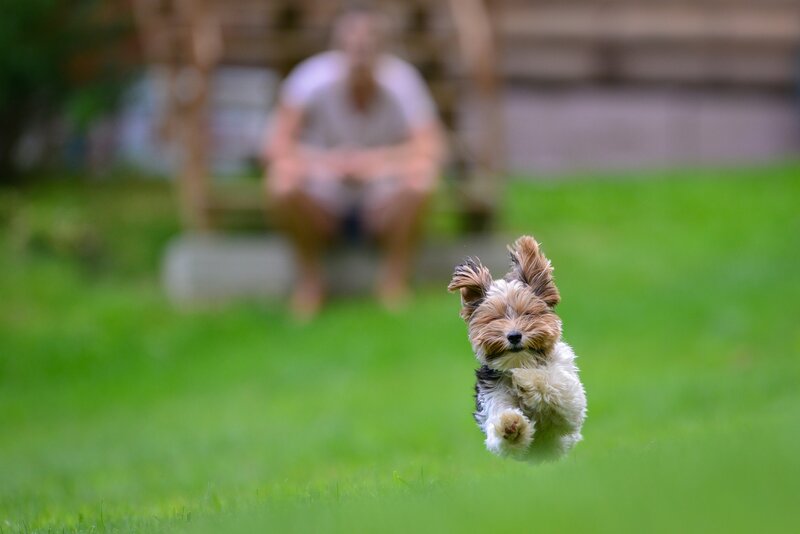 Yorkshire Terrier Puppy — Green, Playful, Afternoon