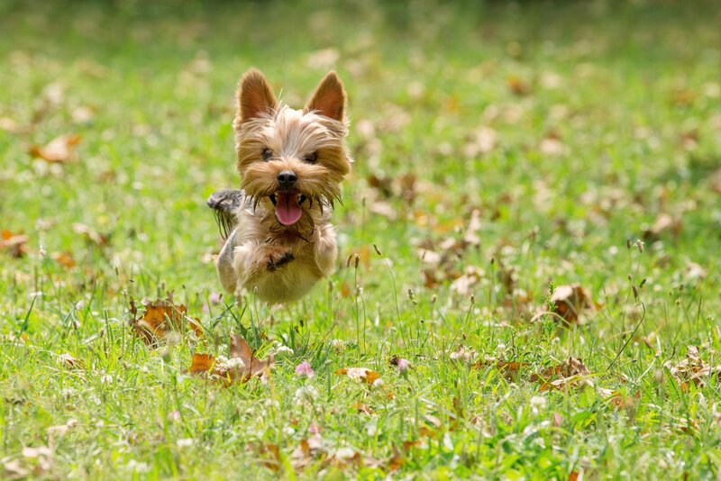 Yorkshire Terrier Puppy — Green, Playful