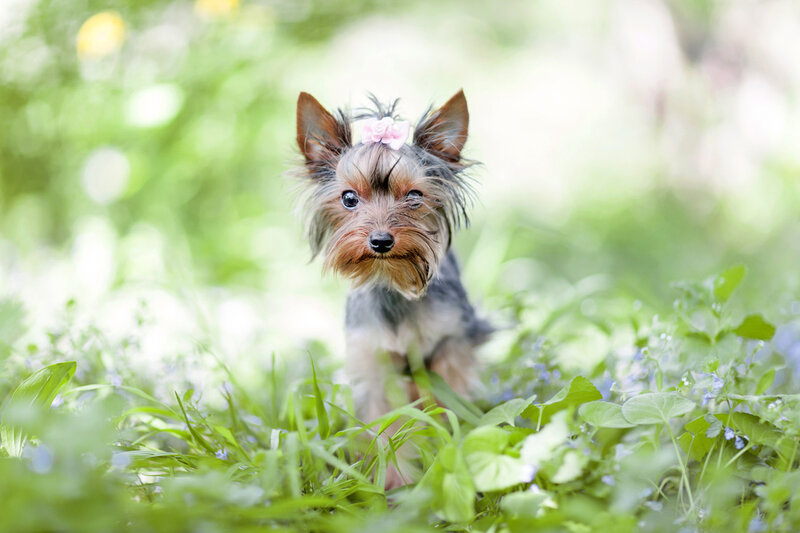 Yorkshire Terrier Puppy — Green, Serene