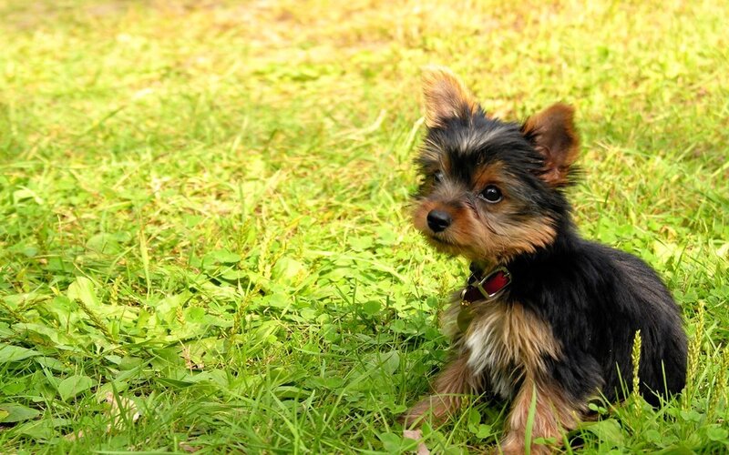 Yorkshire Terrier Puppy — Green