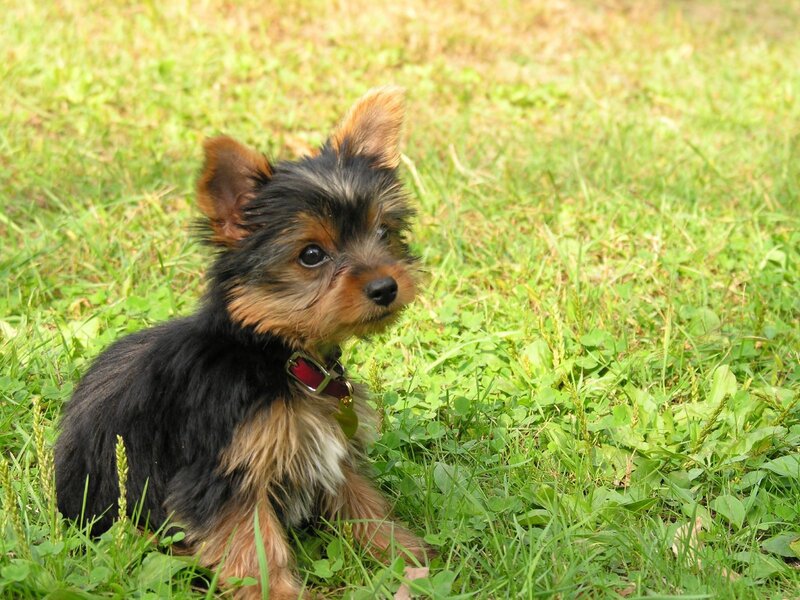 Yorkshire terrier puppy in grass