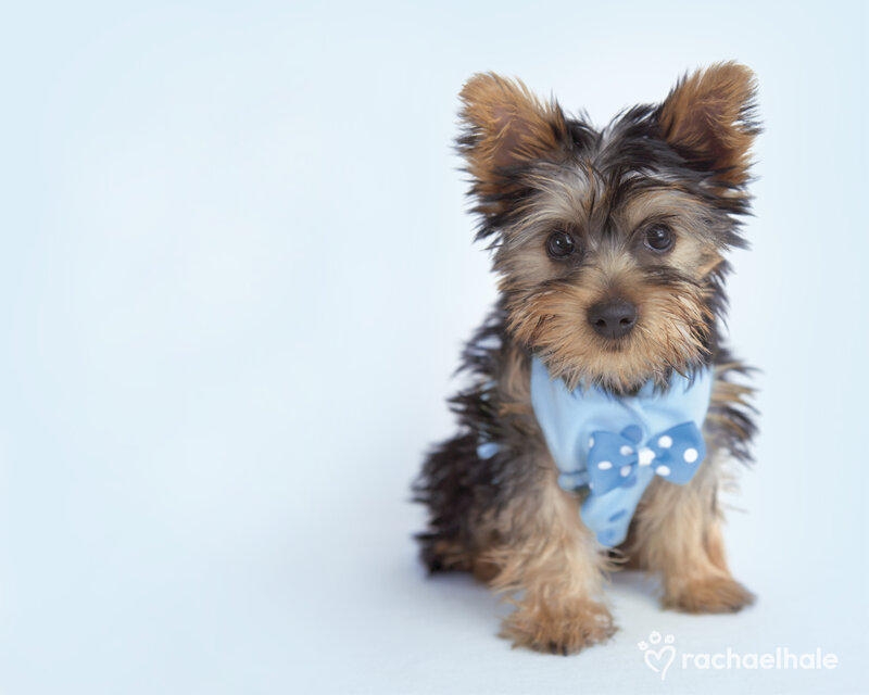 Yorkshire Terrier Puppy — Light Blue, Calm