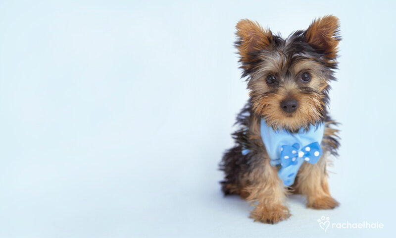 Yorkshire Terrier Puppy — Light Blue