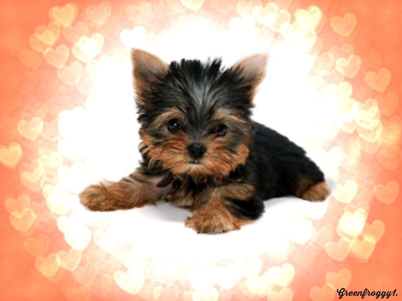 Yorkshire Terrier Puppy — Orange