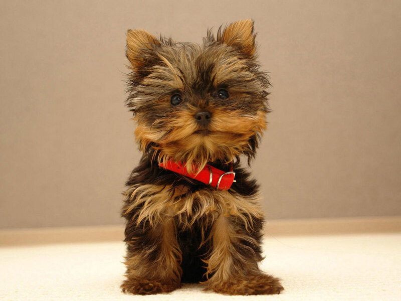 Yorkshire Terrier Puppy — Photograph