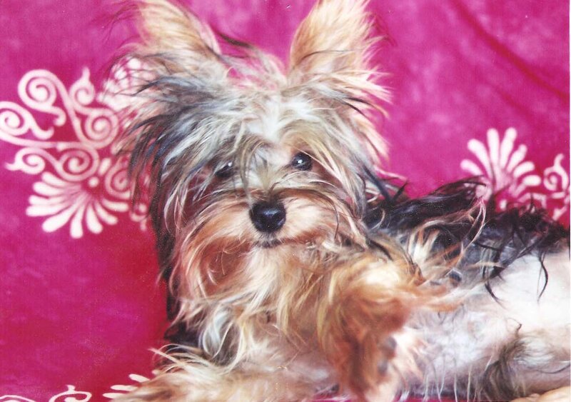 Yorkshire Terrier Puppy — Pink, Calm