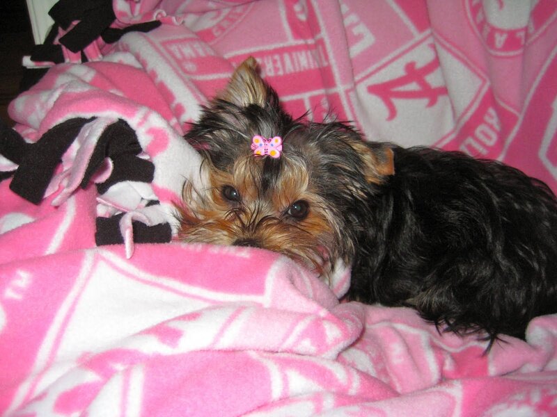 Yorkshire Terrier Puppy — Pink