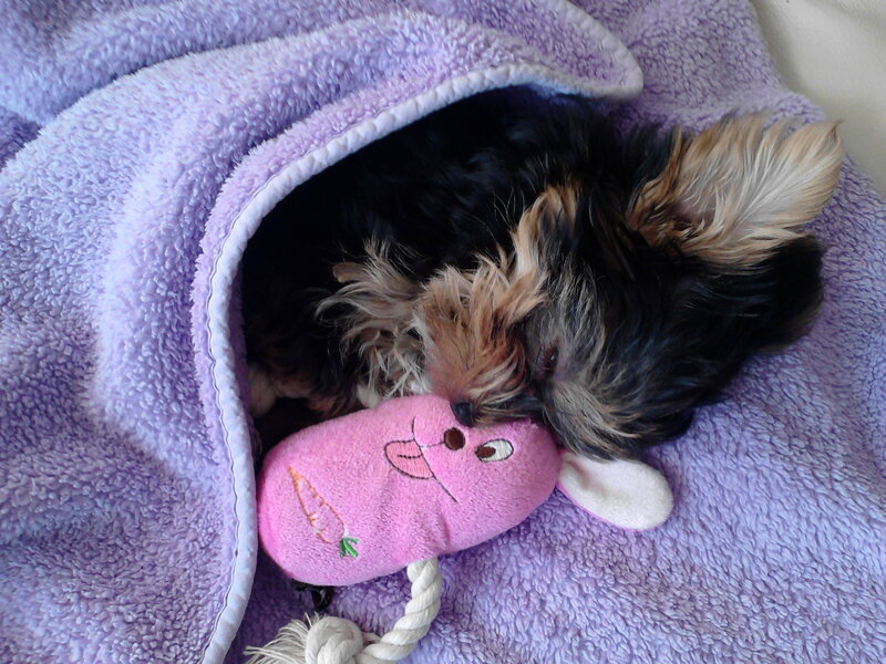 Yorkshire Terrier Puppy — Purple