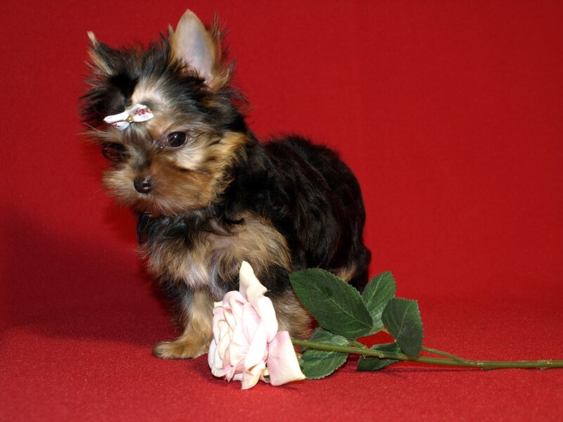 Yorkshire Terrier Puppy — Red, Calm