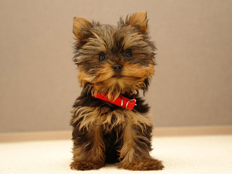 Yorkshire Terrier Puppy — Red Collar