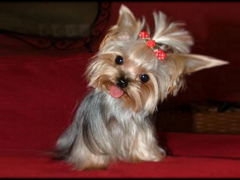 Yorkshire Terrier Puppy — Red, Playful