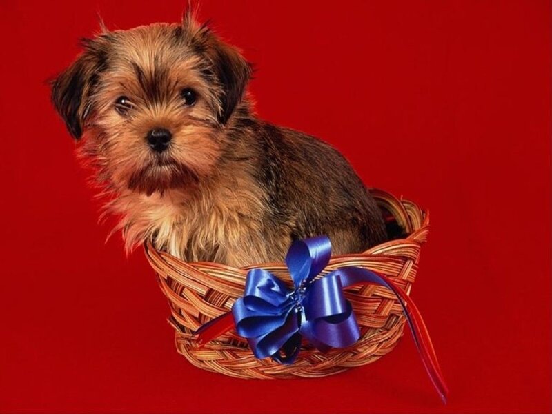 Yorkshire Terrier Puppy — Red
