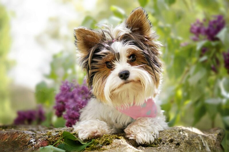 Yorkshire Terrier Puppy — White, Calm, Spring, Photograph