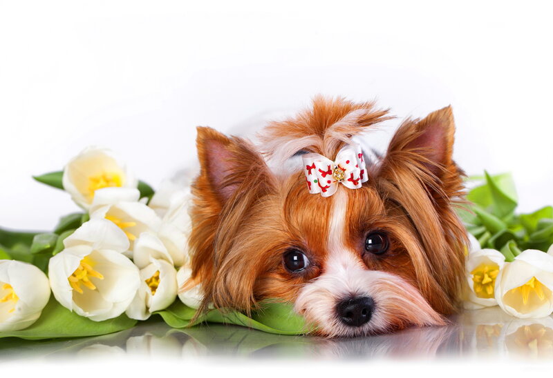 Yorkshire Terrier Puppy — White, Calm, Spring