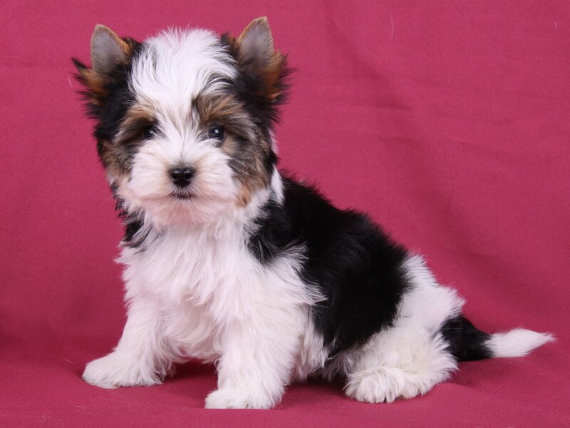 Yorkshire Terrier Puppy — White, Calm