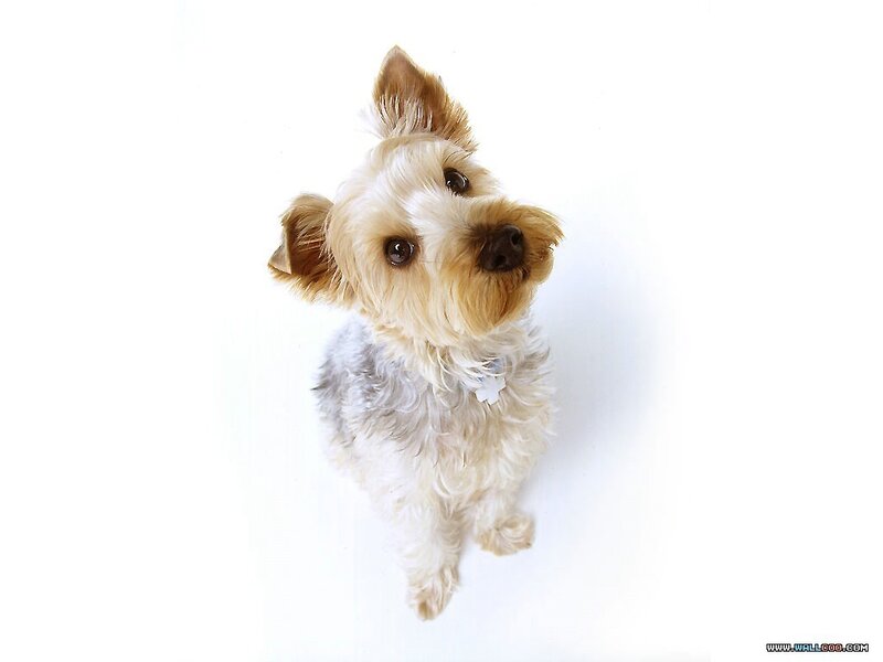 Yorkshire Terrier Puppy — White