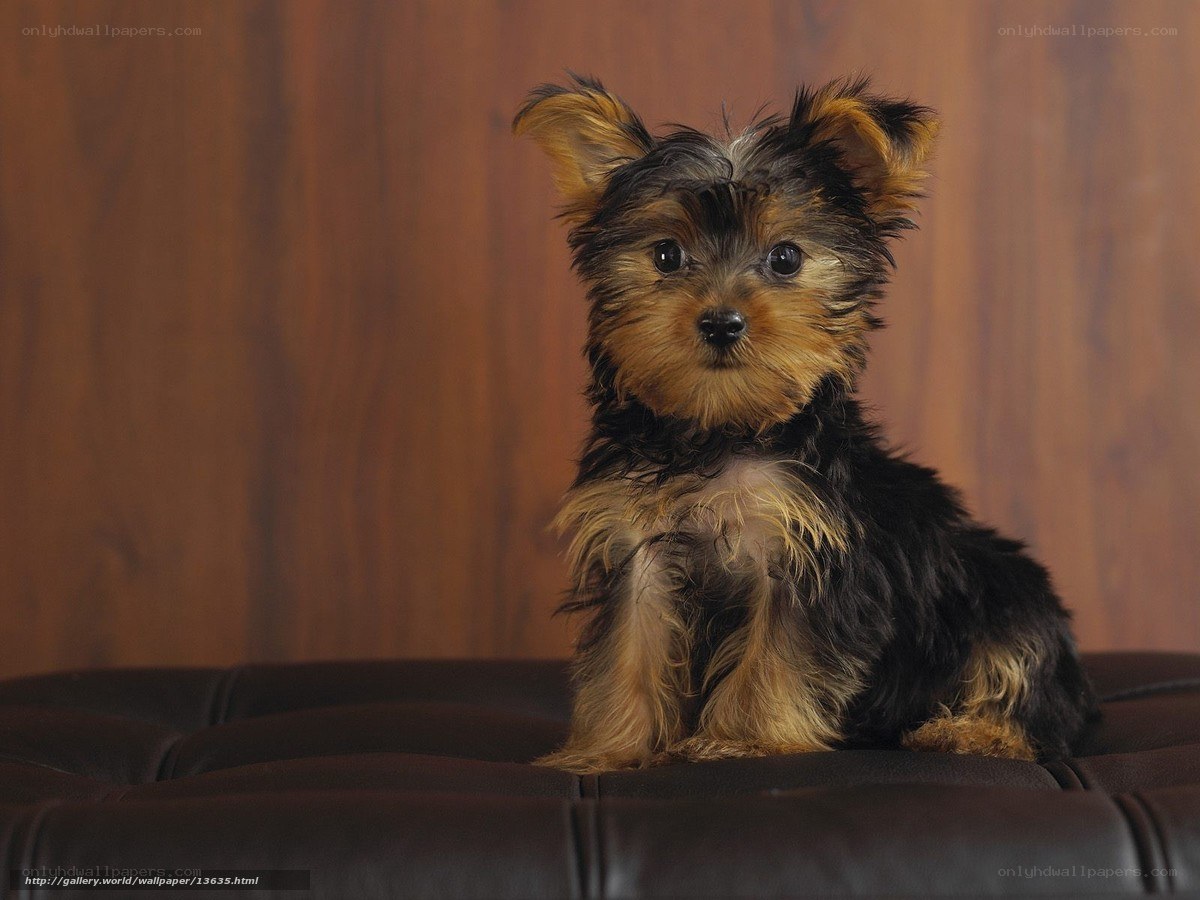 Yorkshire terrier puppy