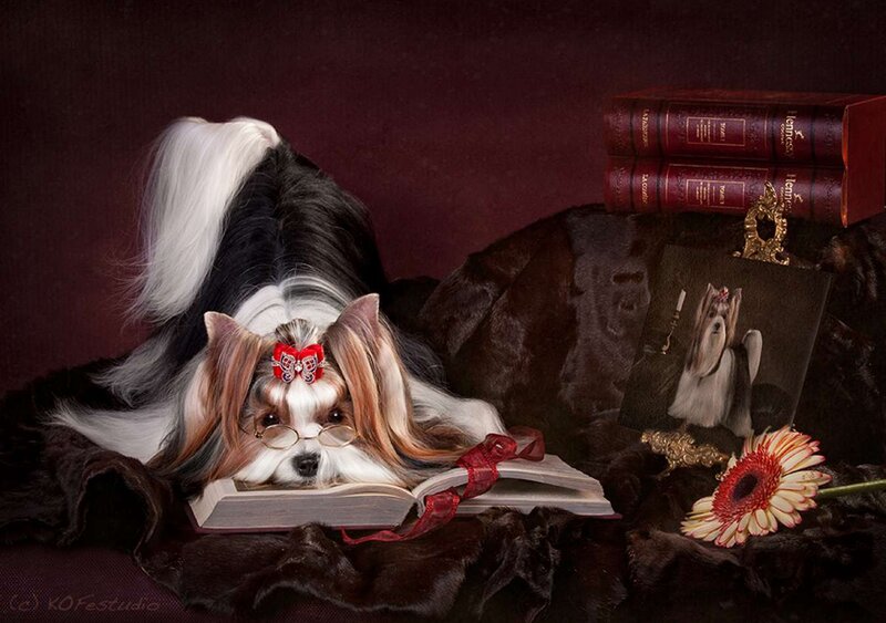 Yorkshire Terrier Reading