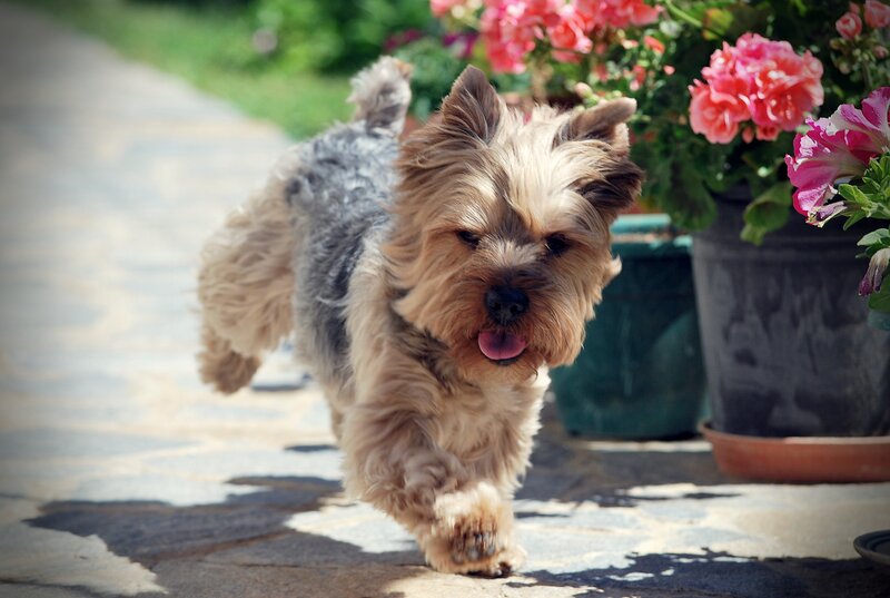 Yorkshire Terrier Running