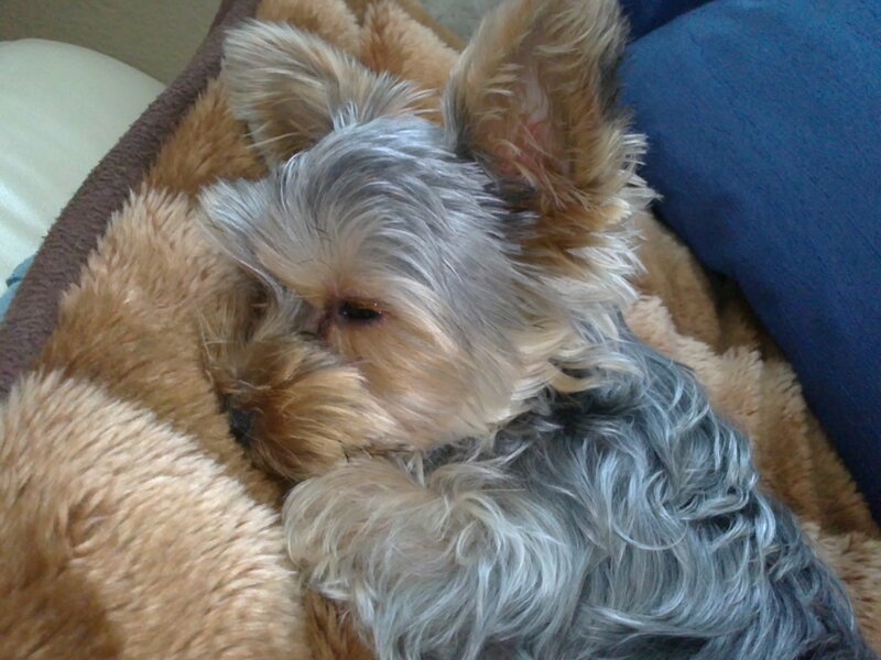 Yorkshire Terrier Sleeping