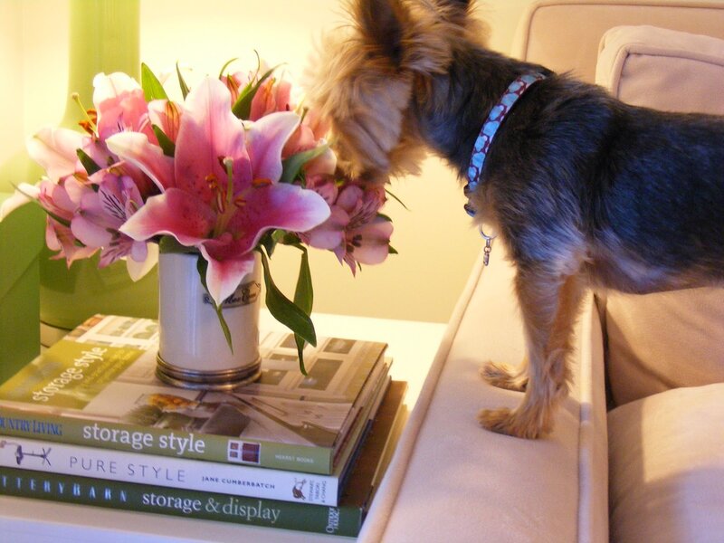 Yorkshire Terrier Sniffing Flowers