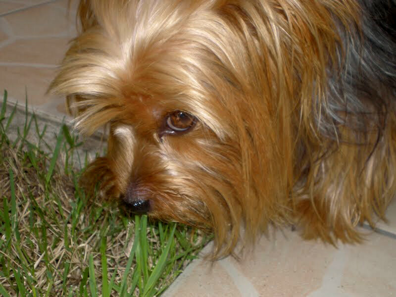Yorkshire Terrier Sniffing Grass