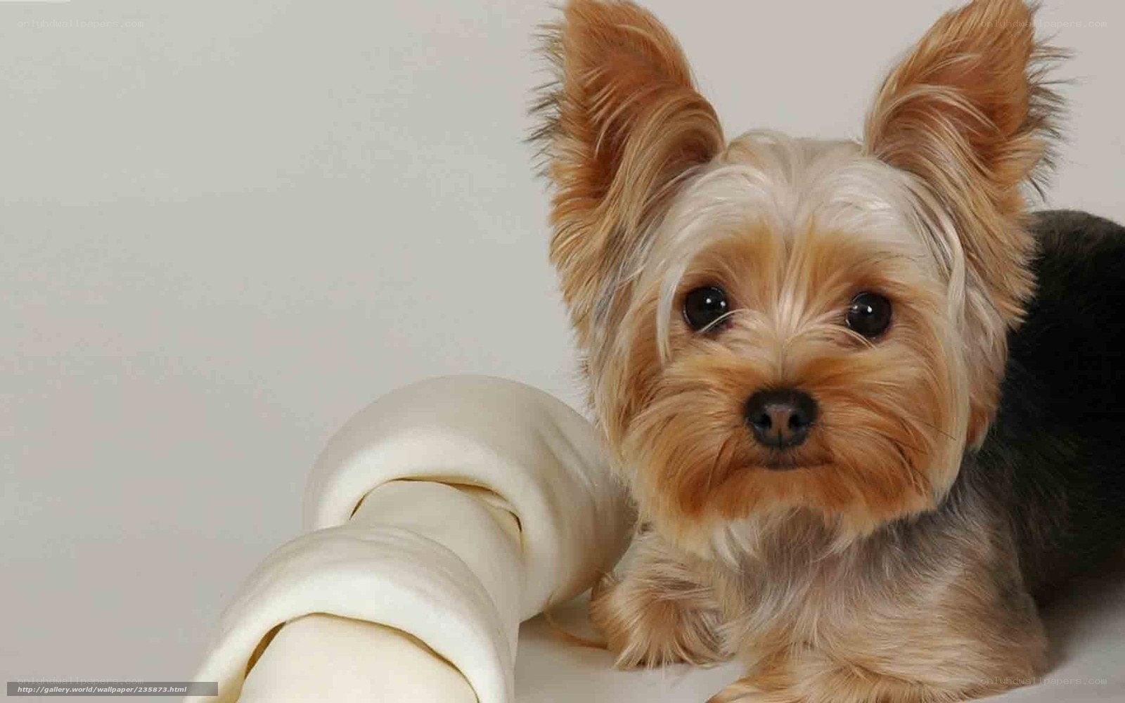 Yorkshire Terrier with Bone