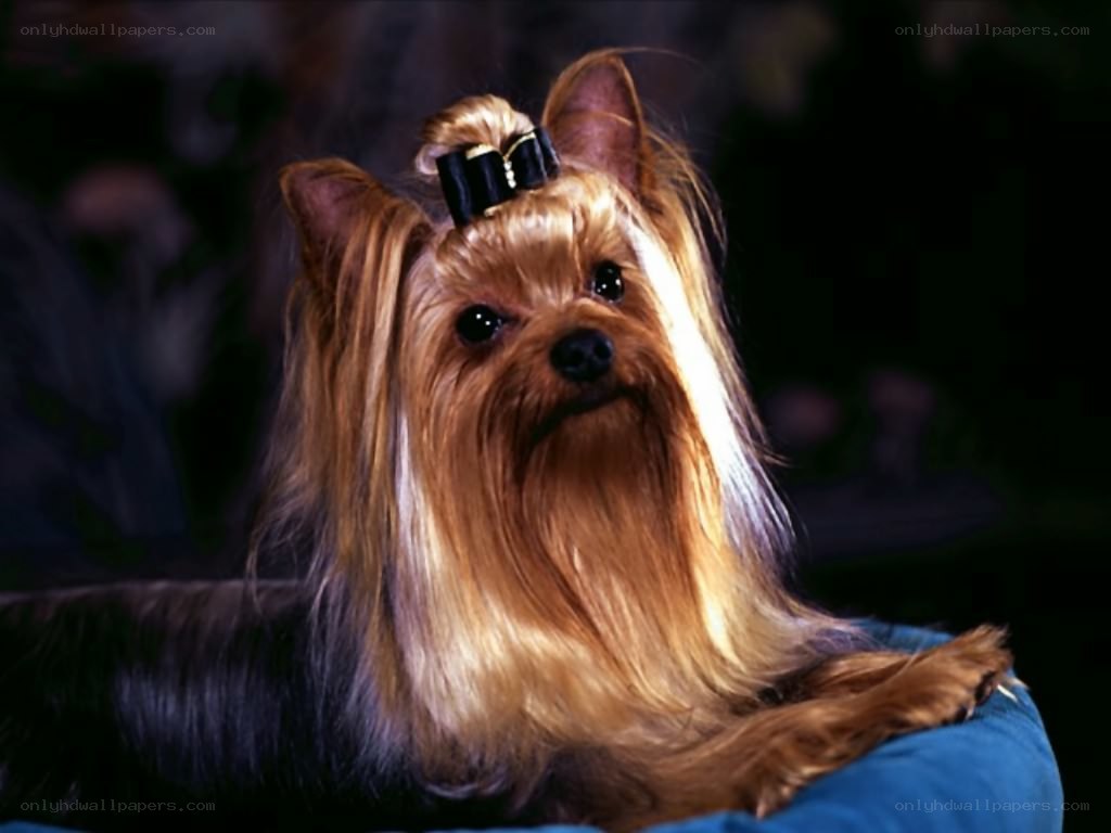 Yorkshire Terrier with Bow
