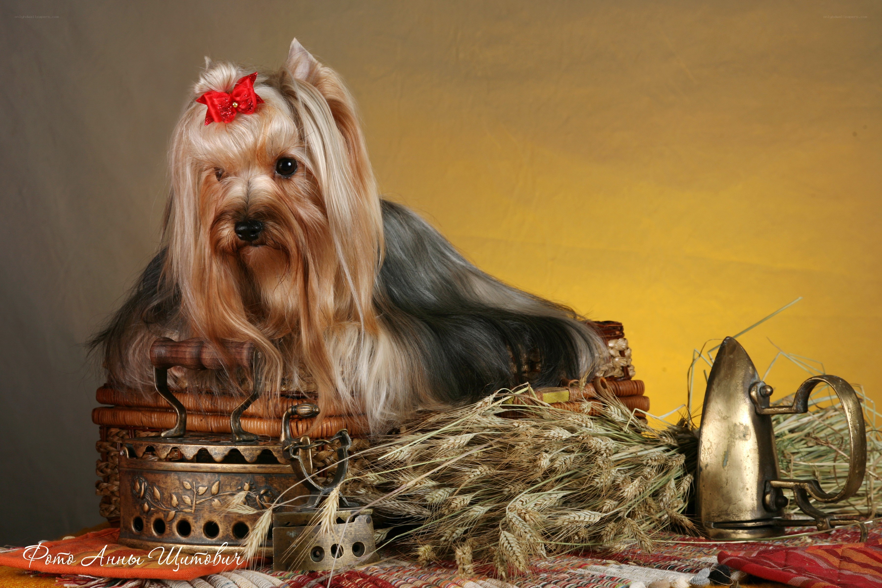 Yorkshire Terrier with red bow