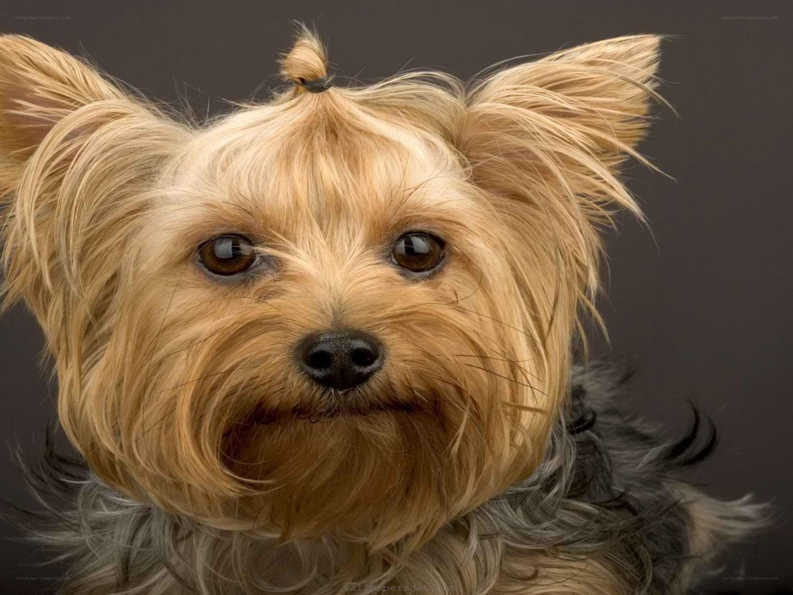 Yorkshire Terrier with Topknot
