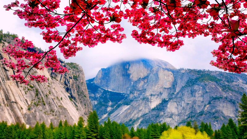 Yosemite National Park — Pink