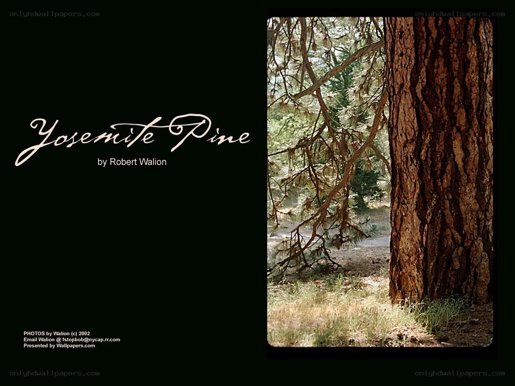 Yosemite Pine photo collection