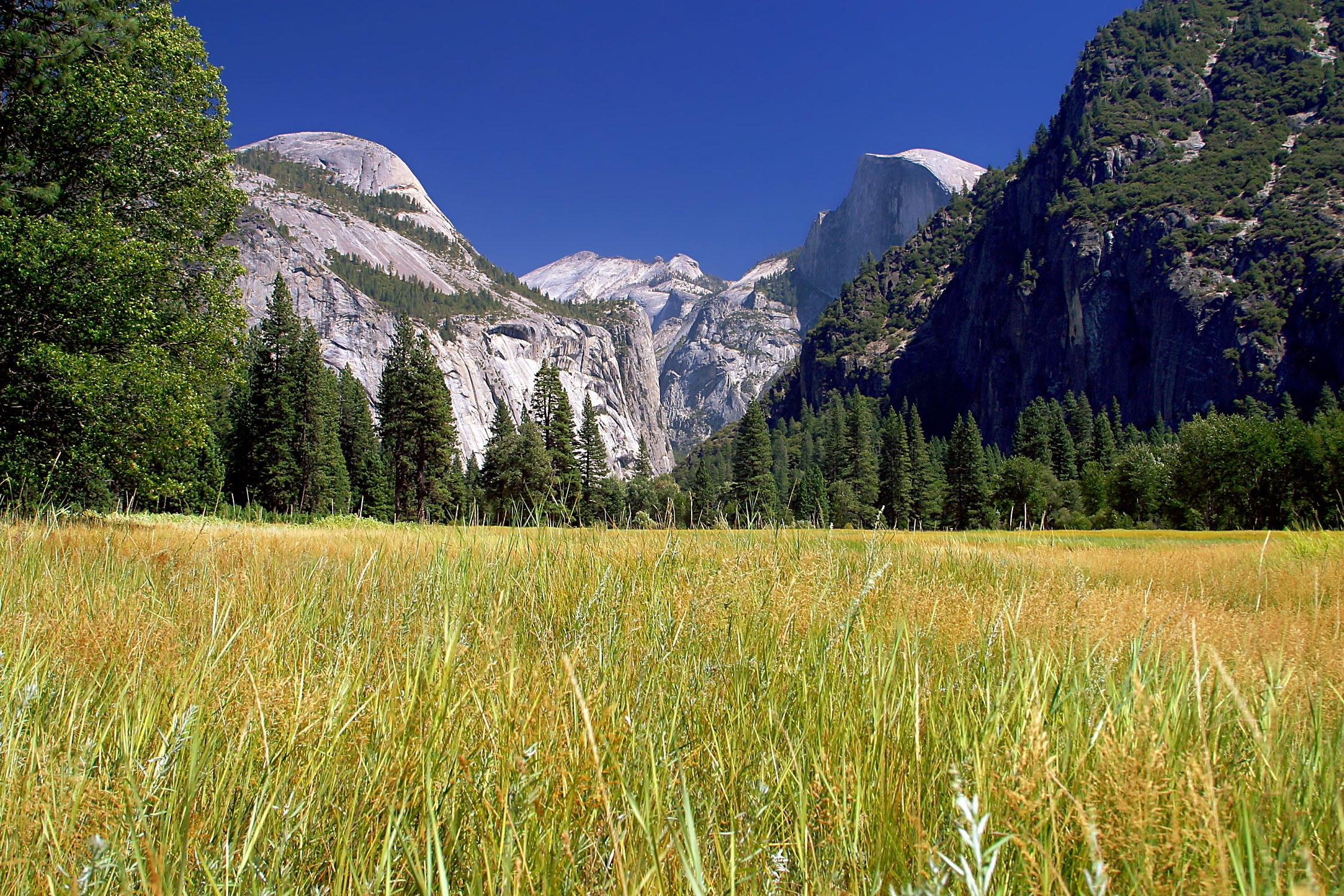 Yosemite Valley meadow
