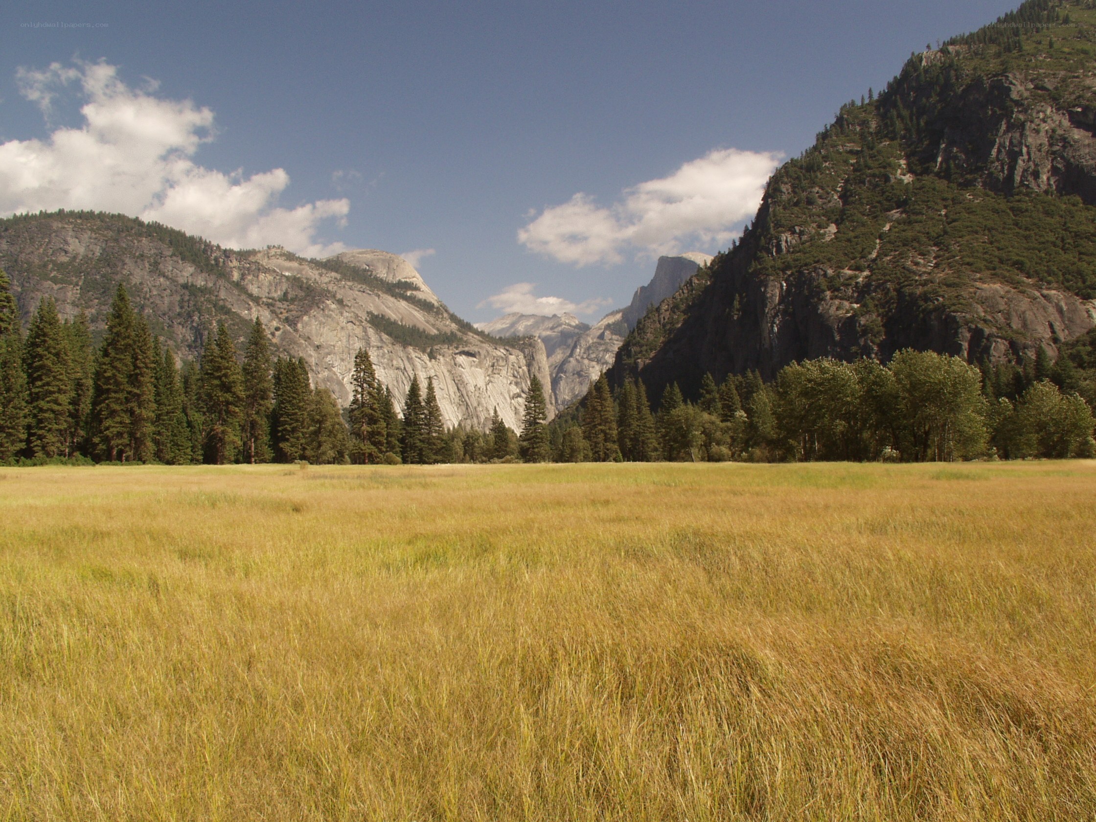 Yosemite valley meadow
