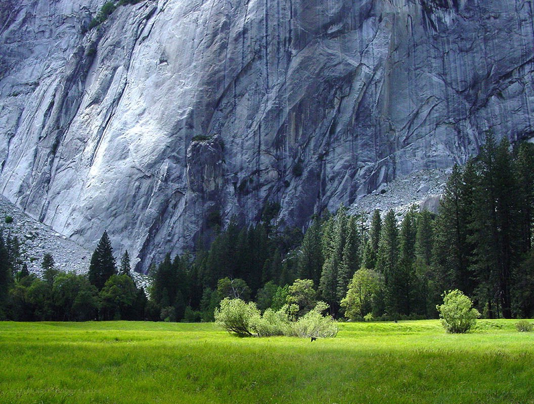 Yosemite Valley meadow