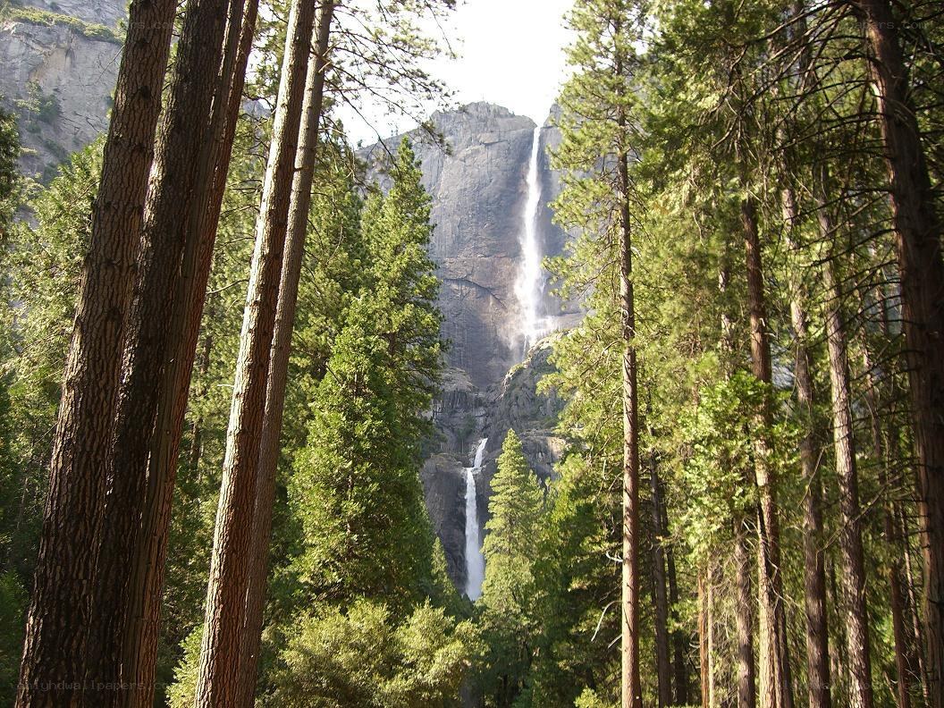 Yosemite waterfall through forest