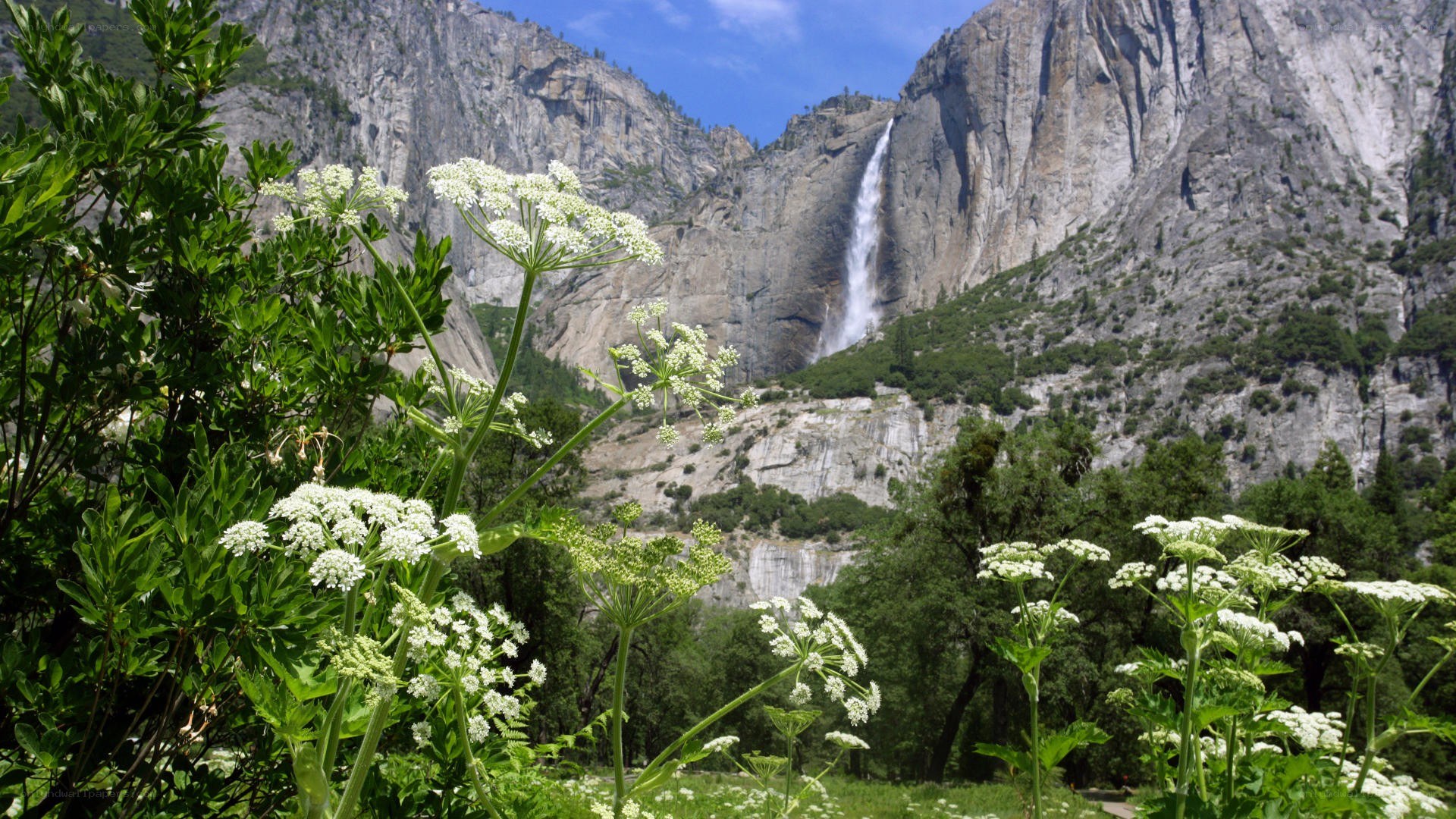 Yosemite waterfall with wildflowers