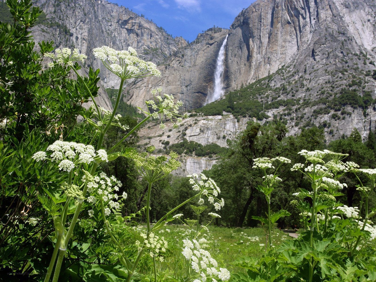 Yosemite waterfall with wildflowers