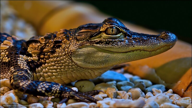 Young Alligator on Pebbles