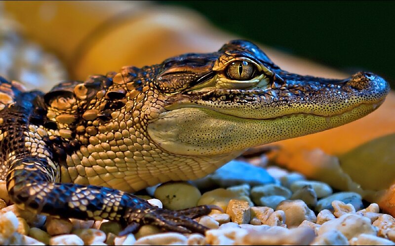 Young Alligator on Rocks — Brown