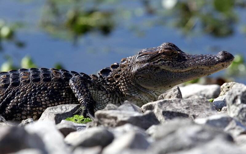 Young Alligator on Rocks — Gray, Calm, Afternoon