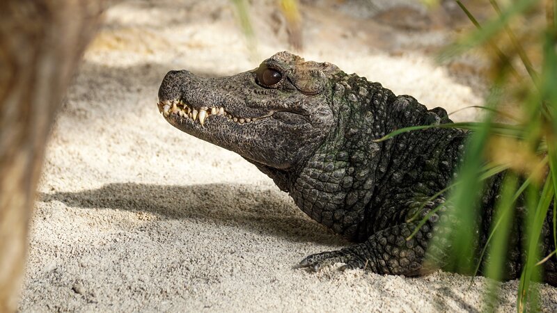 Young Alligator on Sand